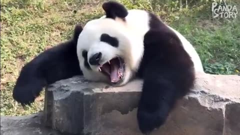 Panda Fun #Navan218