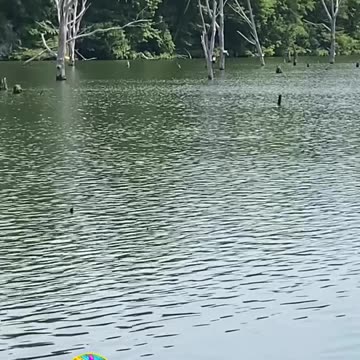 DID THIS USED TO BE FOREST?