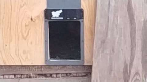 The chickens are too chicken to come out! (10/08/2024)