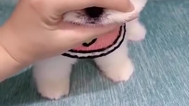 CUTE PUPPY LINDO PERRO