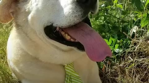 Dog No One Wanted Gets The Absolute Perfect Mom | The Dodo