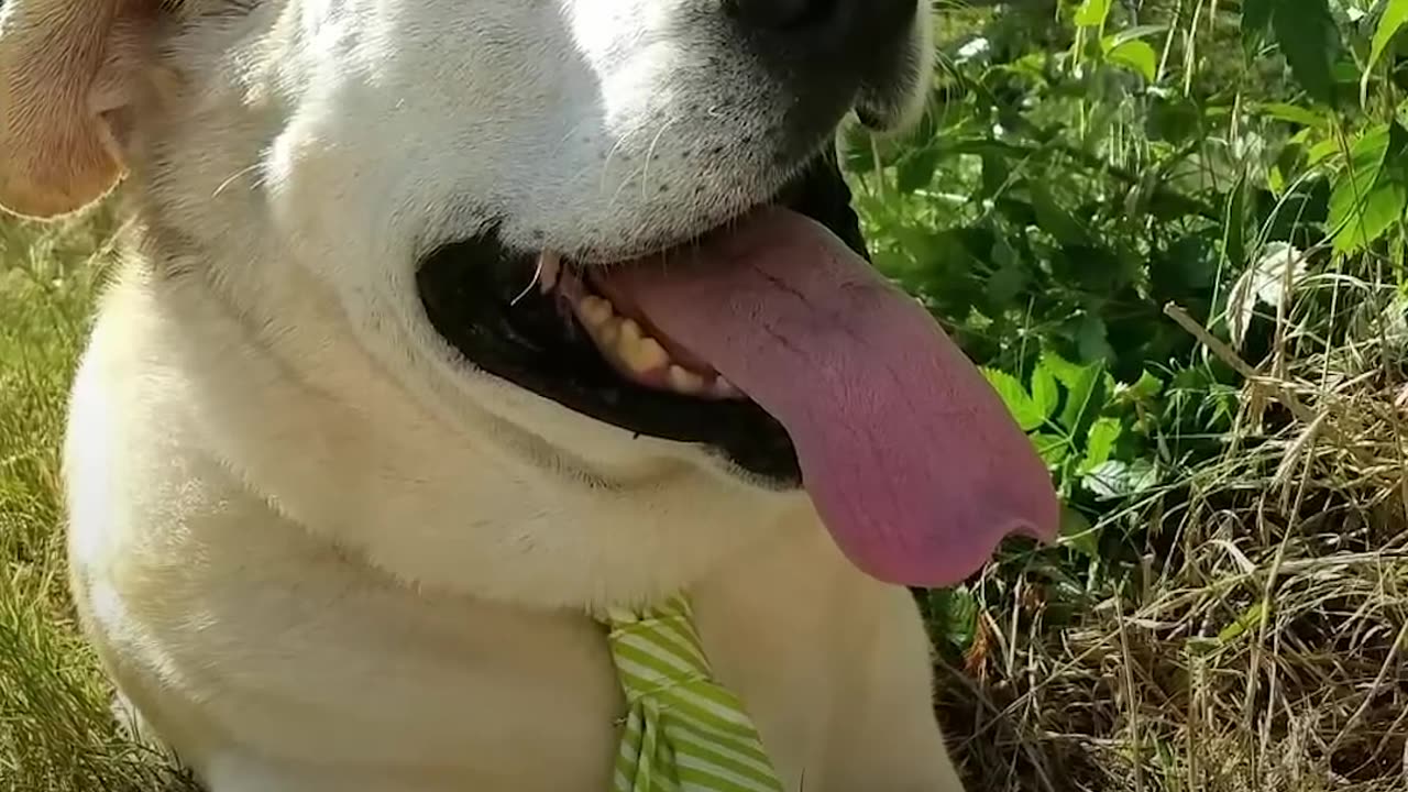 Dog No One Wanted Gets The Absolute Perfect Mom | The Dodo