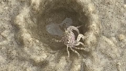 Crab Quickly Constructs New Home