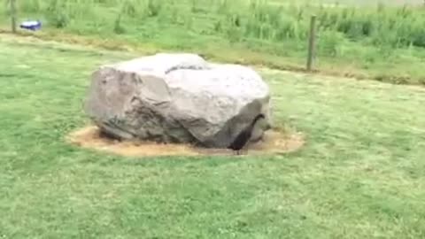 A Duck Hilariously Chases A Dog Around A Rock
