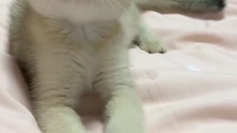 Awesome cute cat video #shorts