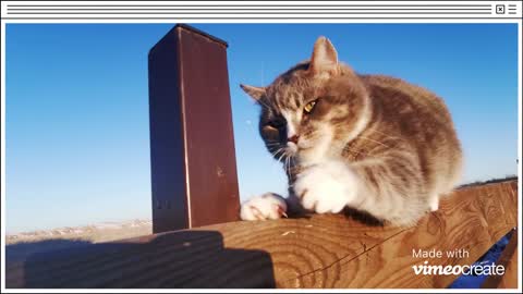 3 cute cats