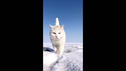 Cats Video // Stylish Cats 😻 // Funny Cats