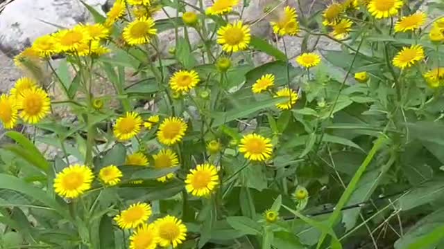 These little wild flowers are beautiful