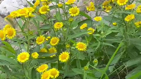 These little wild flowers are beautiful