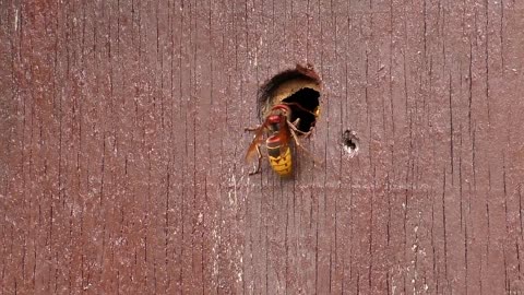 Hornets Nest Animals Insect Wing Flying