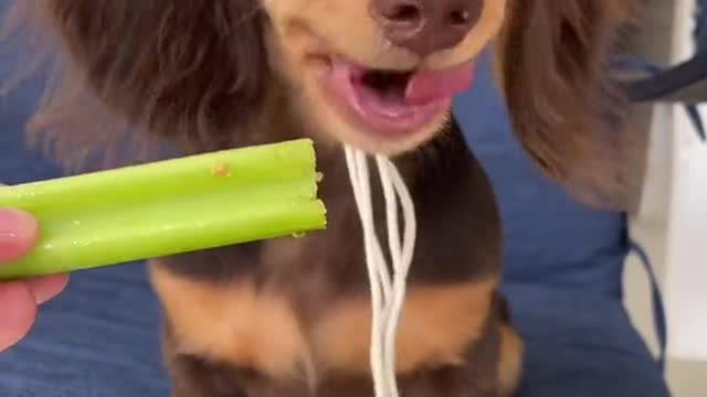 trying celery fur da furst time. 🫢🤨