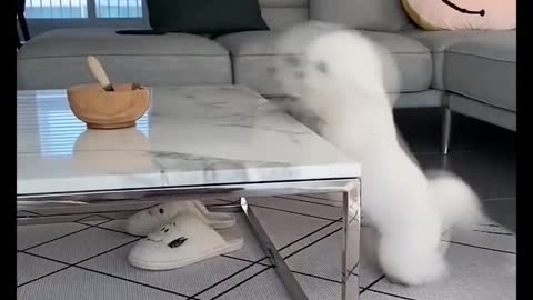 03_😂🐶😂 Baby Dogs - Cute and Funny Dog Video 😂🐶😂 (2022)