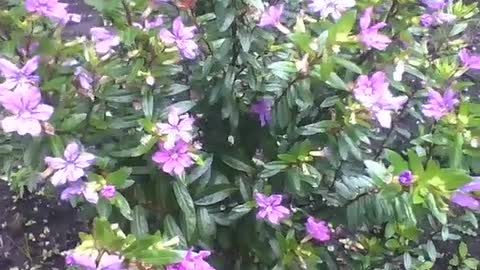 A flor érica está sempre de bem com a vida no seu jardim [Nature & Animals]