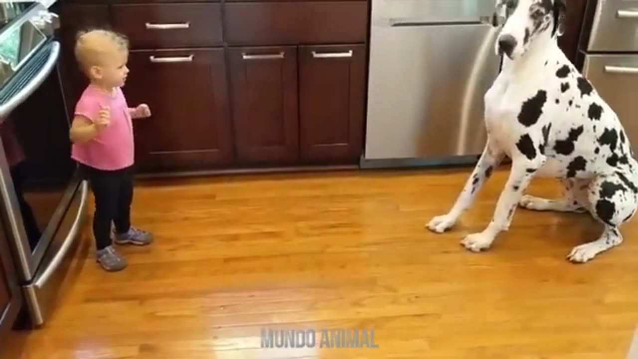 Vídeos engraçado de 😺