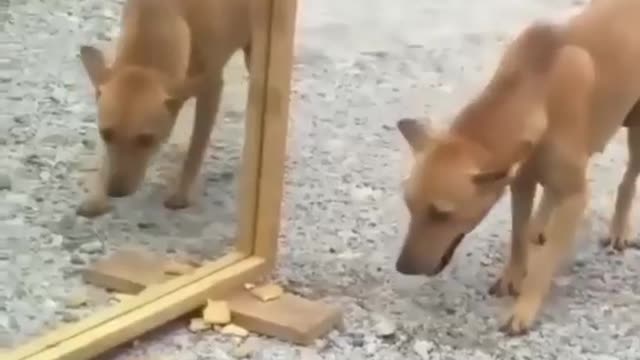 Funny dog first time see mirror🤣😊