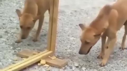 Funny dog first time see mirror🤣😊