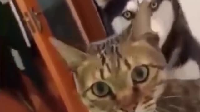 Funny Dog and Cat are confused - Try not to Laugh