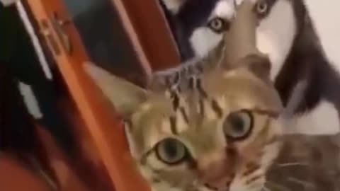 Funny Dog and Cat are confused - Try not to Laugh