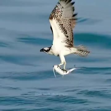 Fish-eating birds