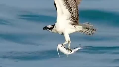 Fish-eating birds