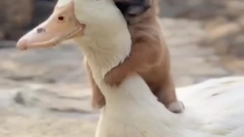 Duck and Dog love. Heating together