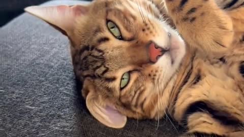 "Always getting into meowchievous!! 😇"