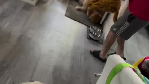 The Cat Went Flying