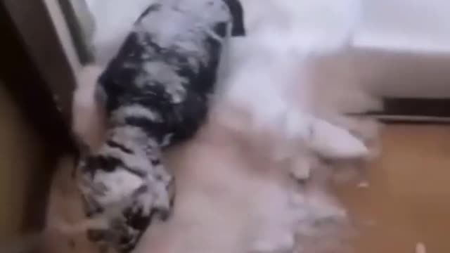 Dog falls in the snow but manages to get out of it