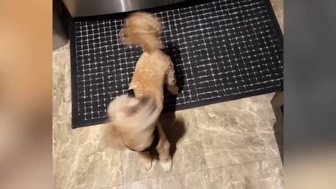 Cat Fails