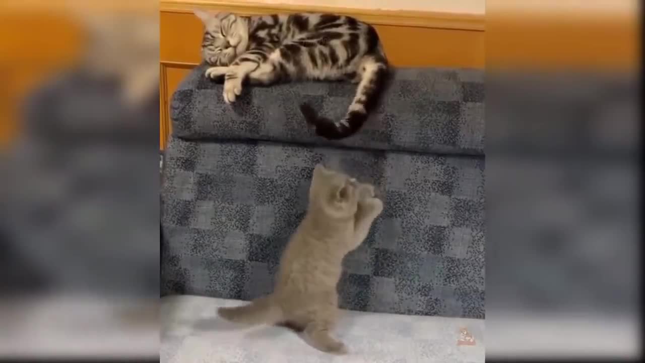 Funny Pets Compilation. This will make you laugh!