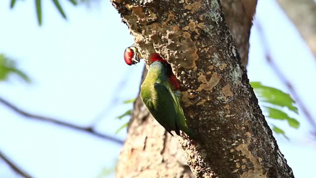 how do birds make their nests?