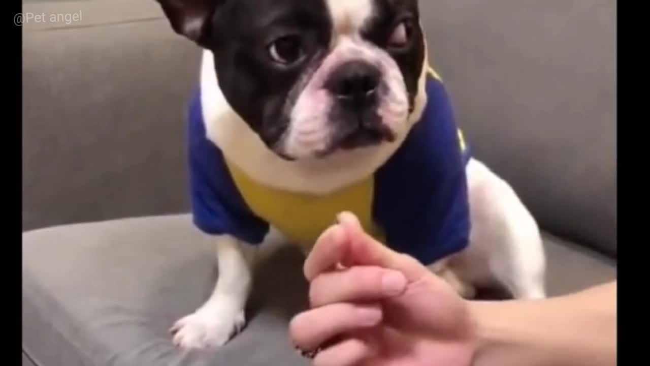 Animal Funny Video Collection (13)