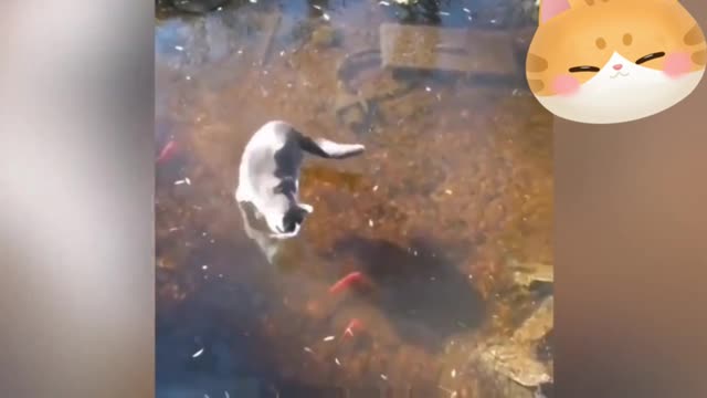 Smart cats can also play games