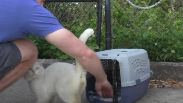 Cat abandoned when his owners moved away goes on epic boat trips with his new family now