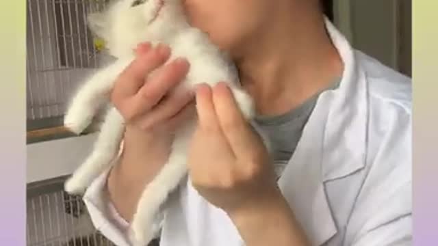 01_ Cute and Funny Cat Videos Compilation _#short