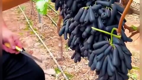 "Fruit harvest"