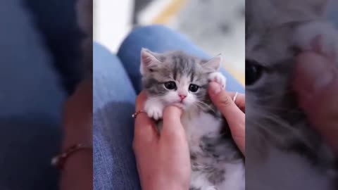 This Kitten is ready to RUMBLE!!!!!!!!FUNNY AND CUTE CATS. Compilation