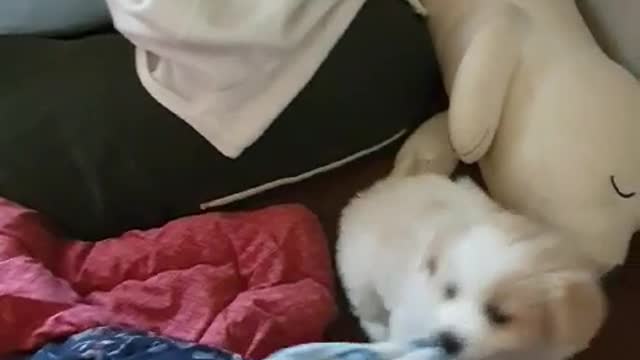 I'm playing tugs with my dog.