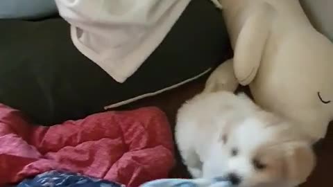 I'm playing tugs with my dog.