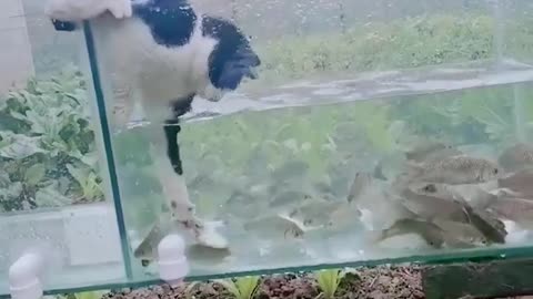 CAT CATCHING THE FISHES