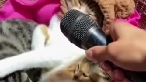 funniest cats and dogs