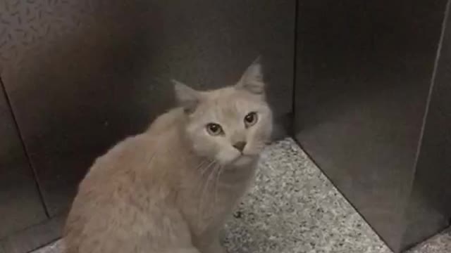 My stray cat friend