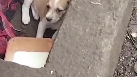 #doglover #rescuestraydogs #cat #animals #instastrays