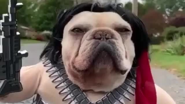 funny dog halloween costumes idea