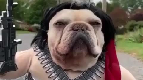 funny dog halloween costumes idea