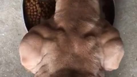 Muscular Pitbull