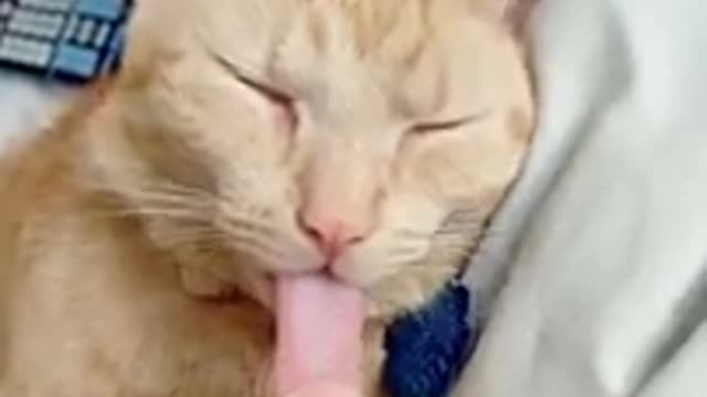 Funny Cat video-Funny Cat Reaction- Funny Cat Moments