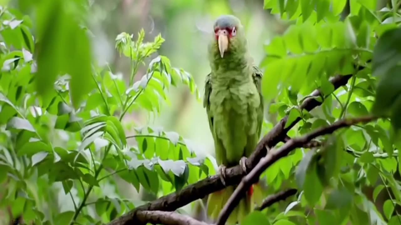 Amazon Nature View