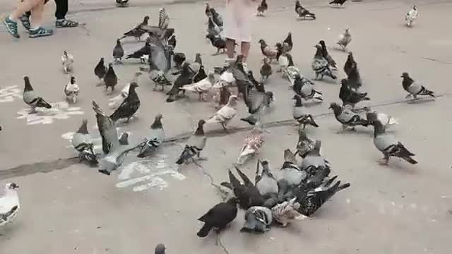 The dove