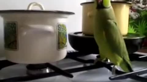 Hungry parrot demands food